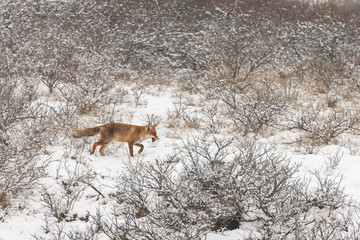 Red fox in a white winter landscape with fresh fallen snow
