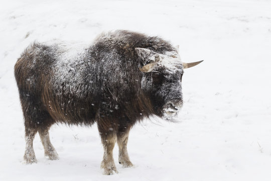 Frosty looking muskoxen (Ovibos moschatus) stands in snowy pasture, captive at the Alaska Wildlife Conservation Centre; Portage, Alaska, United States of America