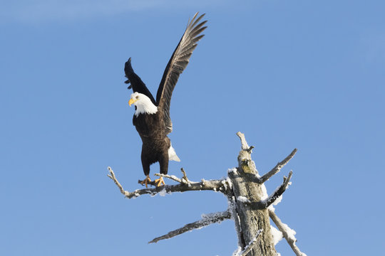 Adult bald eagle (Haliaeetus leucocephalus) perched on a dead tree killed by earthquake/saltwater, taking flight with wings in the air against a blue sky, Portage Valley; Alaska, United States of America