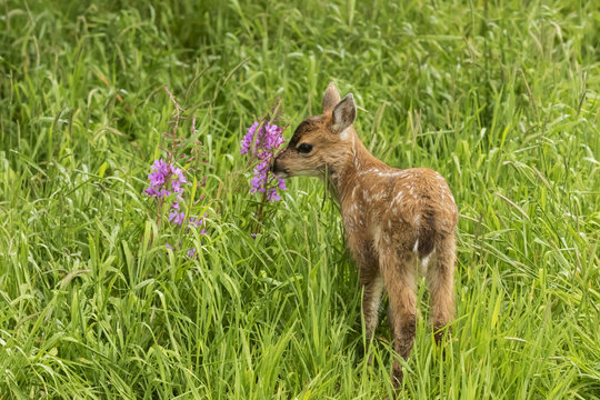 Sitka Black-tailed deer fawn (Odocoileus hemionus sitkensis) munches on fireweed (Chamerion angustifolium) in pasture, captive animal at the Alaska Wildlife Conservation Centre; Portage, Alaska, United States of America