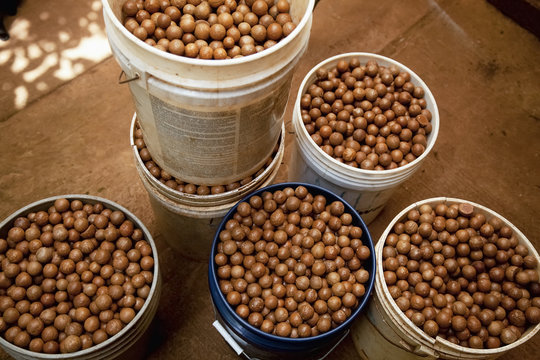 Buckets of unshelled nuts are seen at a macadamia farm; Hoolehua, Molokai, Hawaii, United States of America
