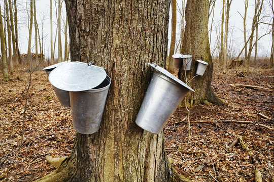 Metal buckets hang on a maple trees to collect sap; Elmira, Ontario, Canada