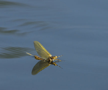 Golden Mayfly (Hexagenia) lands on the surface of the water; Ontario, Canada