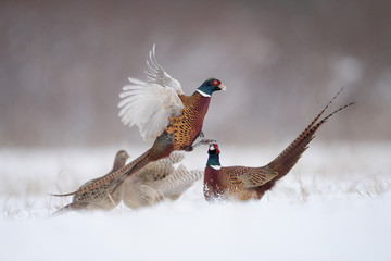 Obraz premium Pheasant