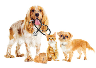 dog and cat veterinarian and a stethoscope and glasses