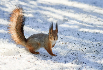 Naklejka na ściany i meble fluffy squirrel in the snow looking for food in the winter in the woods