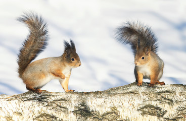 two cute red-haired squirrel standing on a tree in Park at winter