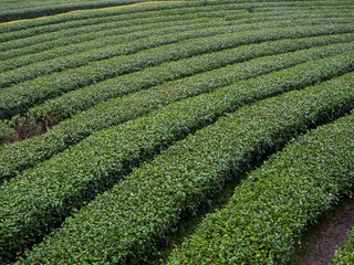 tea farm