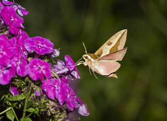 insect hawk moth hovering over the Phlox and collects nectar