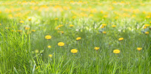 panorama meadow dandelion in green grass in summer