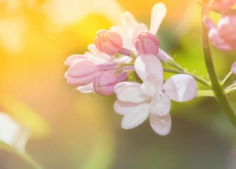 Photo sur Plexiglas Lilas branche de gros plan lilas dans la nature