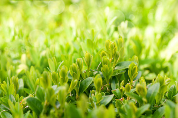 Bush boxwood close up in nature