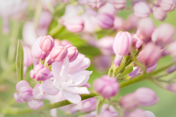 Fototapeta na wymiar branch of lilac close-up in nature