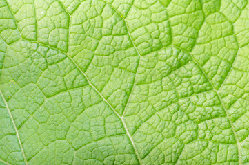 background texture of a young green leaf