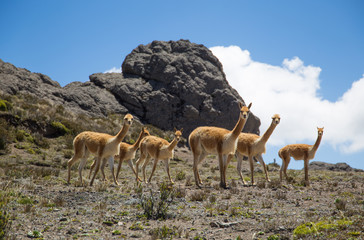 Vicugnas on Chimborazo trail