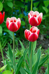 Red and white tulips