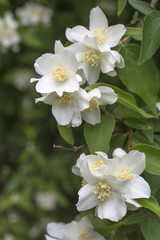 Mock oranges (Latin Philadélphus)