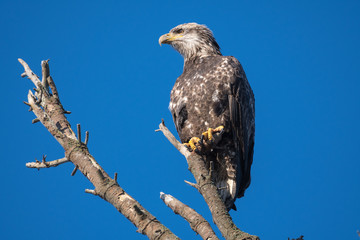 Immature Bald eagle sitting is dead tree looking regal