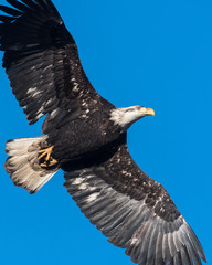 Almost mature bald eagle soaring above against a blue sky