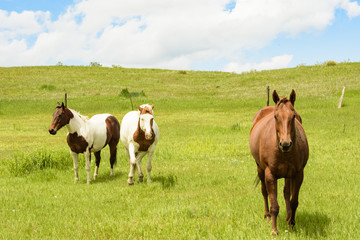 Horses on the Range