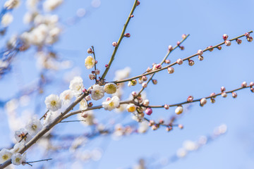 梅の花