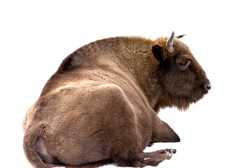 Foto op Plexiglas Europese bizon (Bison bonasus) geïsoleerd op een witte achtergrond © ihorhvozdetskiy
