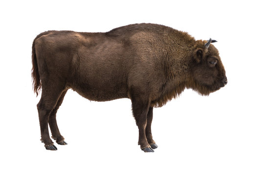 European bison (Bison bonasus) isolate on a white background