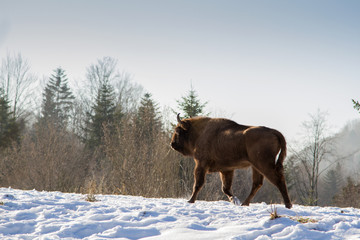 European bison winter in Carpathians © ihorhvozdetskiy