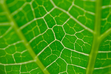 abstract blur green veins leaf background