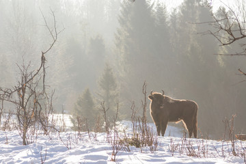 European bison winter in Carpathians © ihorhvozdetskiy