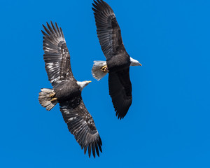 Two Mature Bald Eagles in flight chasing each other pt1