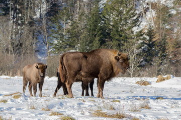 European bison winter in Carpathians