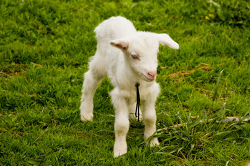 Fototapeta premium маленький белый козленок на зеленой траве