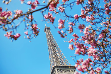 Pink magnolia in full bloom and Eiffel tower over the blue sky