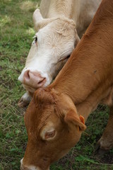K&uuml;he auf der Weide