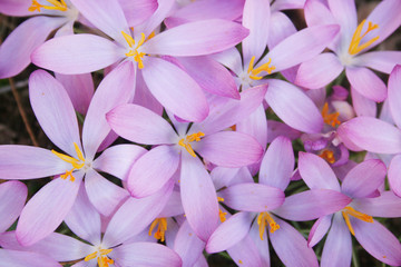Crochi viola in giardino in primavera