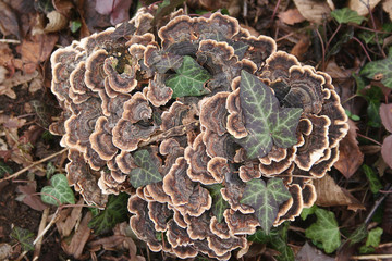 Funghi su tronco tagliato di albero all'aperto