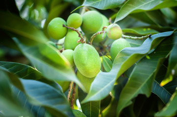 Mango Harvest the fruit of the tropics.