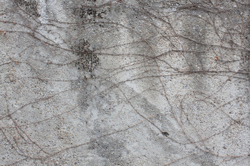 vine on gray wall in winter