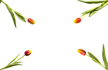 Four tulips with leaves on a white background with space for your text