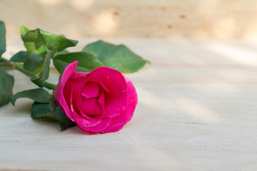 Pink roses in valentine day, romantic background