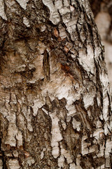 Black and white bark of old birch
