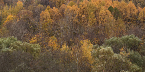 autumn mixed forest of the midland