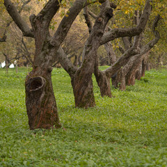 old apple tree standing in a row in the garden