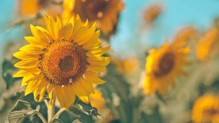 Lovely sunflower fields