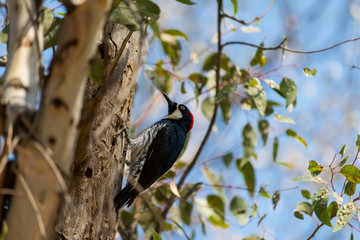 El pájaro carpintero trata de cazar su presa.