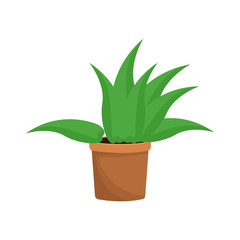 Fototapeta na wymiar plant in a pot over white background. colorful design. vector illustration