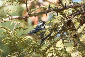 El pájaro camina entre espinas del árbol.