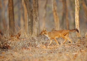 Asiatic wild dog at Pench Tiger  reserve