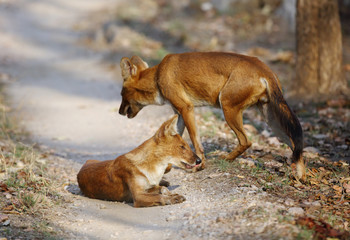 Asiatic wild dog at Pench Tiger  reserve